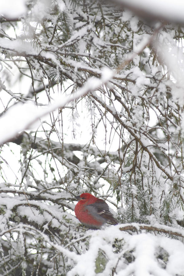 Pine Grosbeak On Snowy Branch Winter Sc Alaska by PacificStock