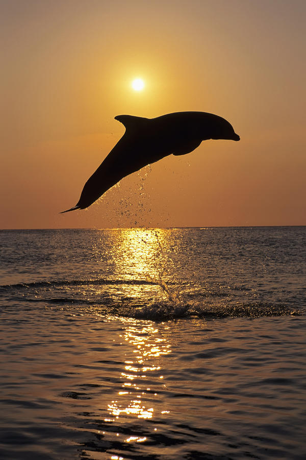 Bottle Nose Dolphin Jumping @ Sunset Roatan Honduras Summer Backlit Silhouette by PacificStock