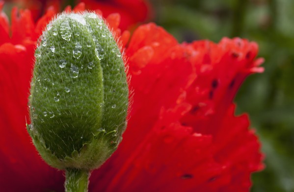 A closed flower bud and a red flower;Northumberland england by PacificStock