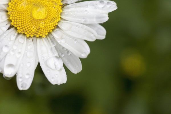 A white daisy with water drops;Northumberland england by PacificStock