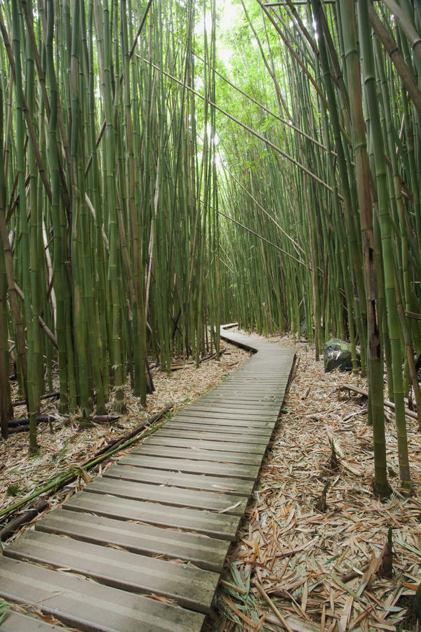 Hawaii, Maui, Kipahulu, Haleakala National Park, Trail through bamboo forest on the Pipiwai trail. by PacificStock