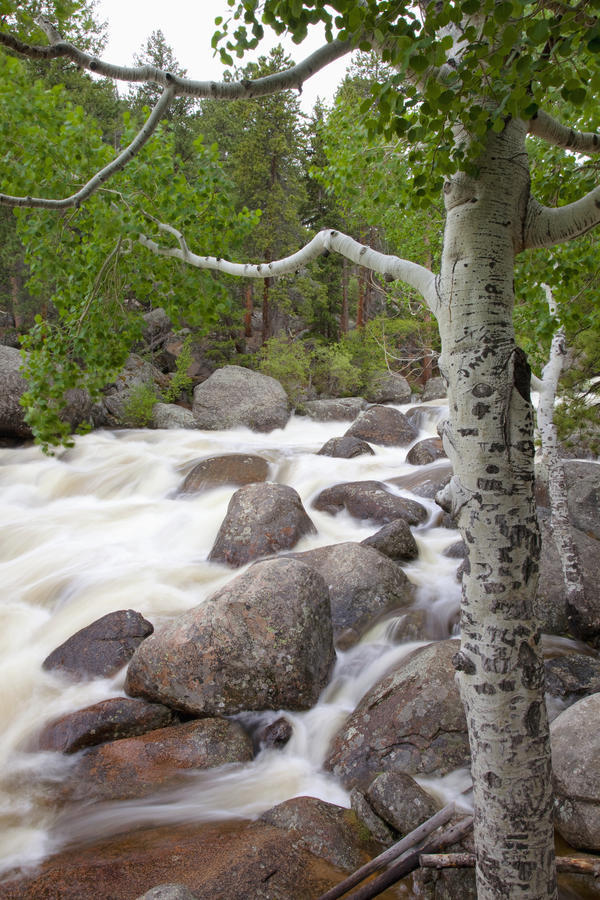 Colorado, Rocky Mountains, A raging river with lush foliage. by PacificStock