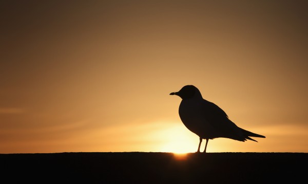 Silhouette of a bird sitting on a fence at sunset;Northumberland england by PacificStock
