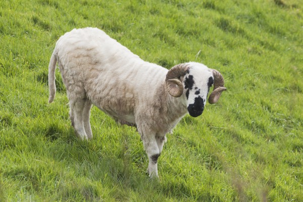 Black faced sheep;Dingle peninsula county kerry ireland by PacificStock
