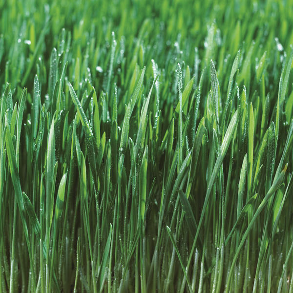 Close-Up Detail Of Fresh Wet Grass by PacificStock
