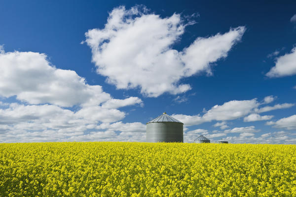 Bloom Stage Mustard Field And Grain Bin; Ponteix Saskatchewan Canada by PacificStock