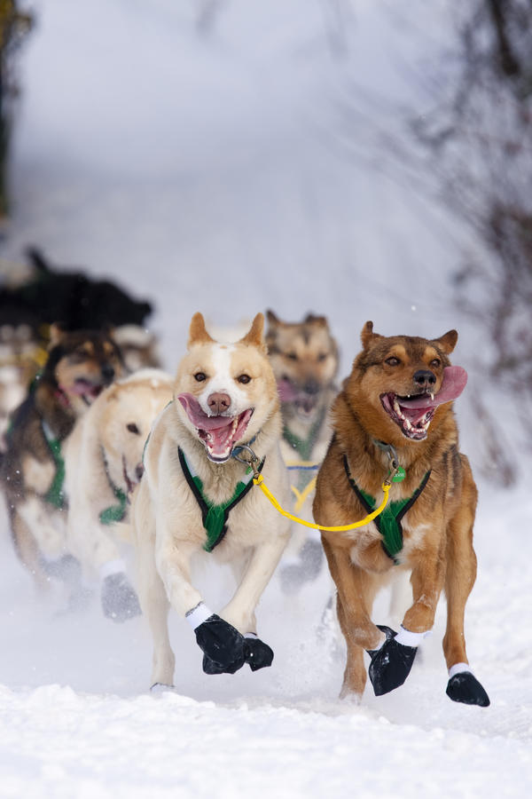 Quinn Iten Lead Dogs Running On Long Lake During The Re-Start Of The 2010 Iditarod In Willow, Alaska by PacificStock