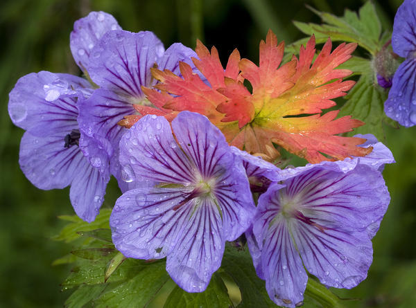 Wild Geranium Blooms With Premature Fall Leaf Coloring In Glen Alps, Chugach State Park, Southcentral Alaska, Summer by PacificStock