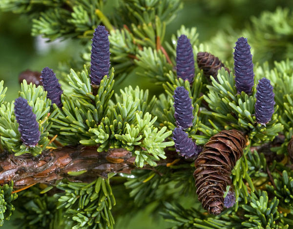 Newly Sprouted Spruce Cones Grow Amidst Last Years Cones In Glen Alps, Chugach State Park, Southcentral Alaska, Summer by PacificStock
