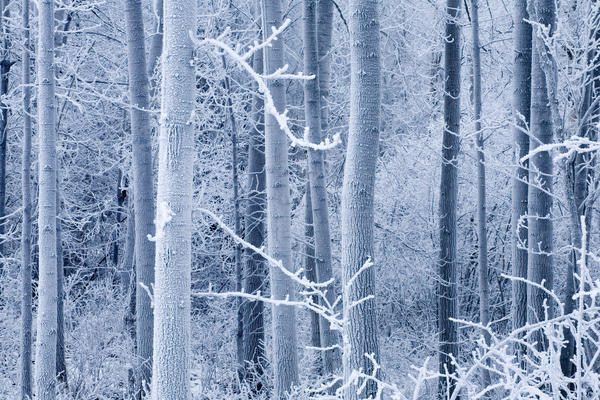 Frost Coated Birch Forest Near Knik River Mat-Su Valley Southcentral Alaska Winter by PacificStock
