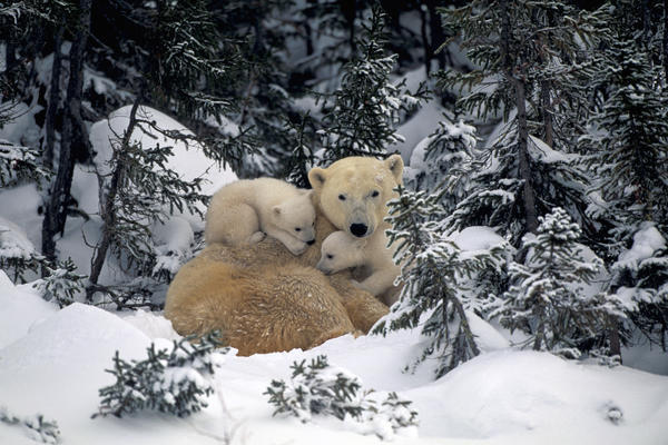 Polar Bear Mother & Cubs Cuddling Together In Forest Churchill Canada Spring by PacificStock