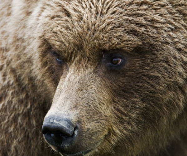 Close Up Portrait Of A Brown Bear In Hallo Bay, Katmai National Park, Southwest Alaska, Summer by PacificStock