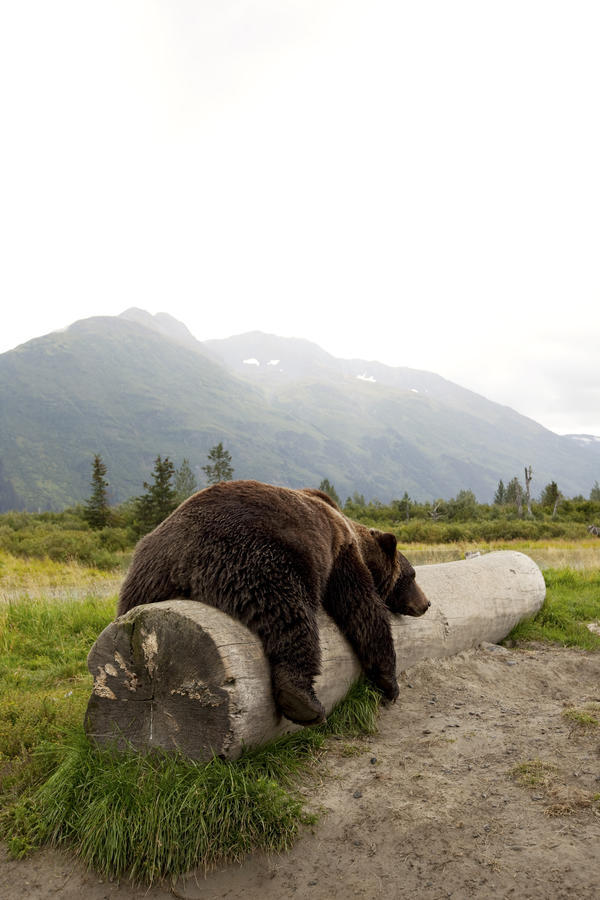 Captive Adult Brown Bear Rests On A Log At The Alaska Wildlife Conservation Center, Southcentral Alaska by PacificStock