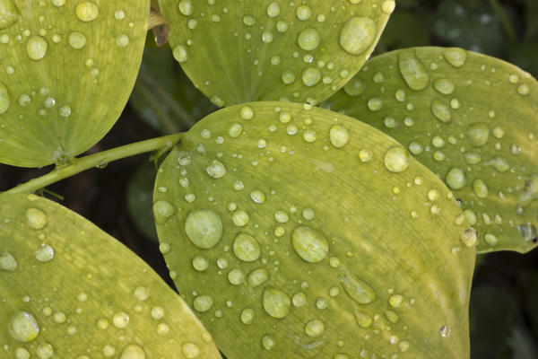 Close Up Of Water Droplets On Green Leaves, Southcentral Alaska by PacificStock
