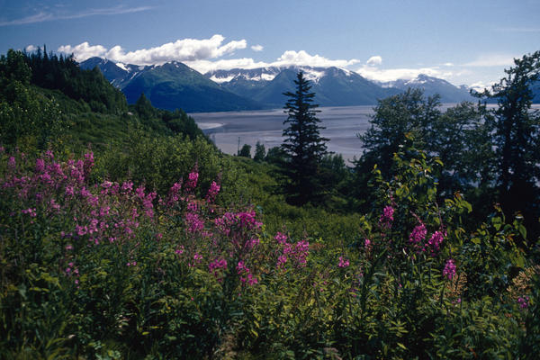 Fireweed & Chugach Mts Turnagain Arm Sc Alaska by PacificStock