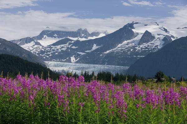 Scenic View Of Mendenhall Glacier With Fireweed In The Foreground, Tongass National Forest In Southeast Alaska During Summer by PacificStock