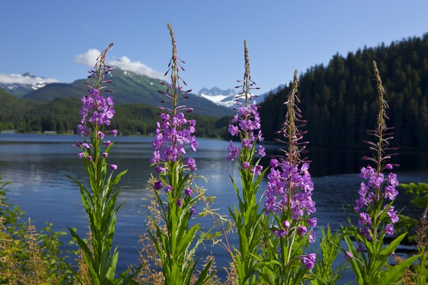 Scenic View Of Auke Lake And Fireweed With Mendenhall Glacier And Coast Range Mountains, Southeast Alaska, Summer by PacificStock