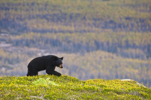 A Black Bear Foraging For Berries Near The Harding Icefield Trail At Exit Glacier, Kenai Fjords National Park, Seward, Southcentral Alaska, Autumn by PacificStock