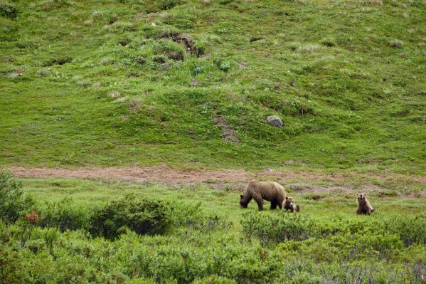 Brown Bear Sow With Two Cubs, Denali National Park, Interior Alaska, Summer by PacificStock