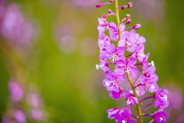 Close Up Of Fireweed Blooming Near Anchor Point In Southcentral Alaska by PacificStock