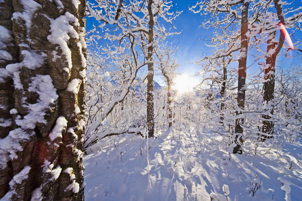 Detail Of Snow Covered Cotttonwoods During Winter In Artic Valley, Alaska by PacificStock