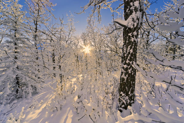 Detail Of Snow Covered Cotttonwoods During Winter In Artic Valley, Alaska by PacificStock