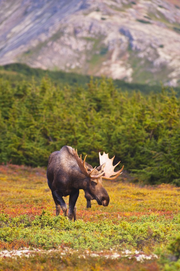 A Bull Moose In Rut Standing In A Wooded Area Near Powerline Pass In Chugach State Park, Anchorage, Southcentral Alaska, Autumn by PacificStock