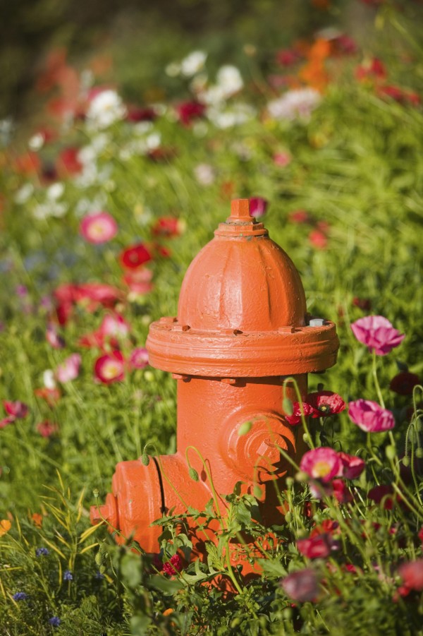 Fire Hydrant & Flowers Kodiak Island Southwest Alaska by PacificStock