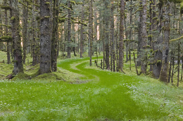 Overgrown Old Road Through Spruce Forest Covered In Moss Kodiak Island Southwest Alaska Autumn by PacificStock
