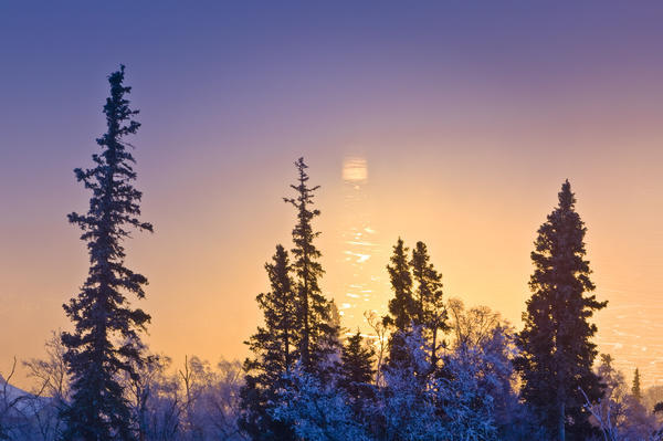 Spruce Trees Silhoutted Against A Sunset Reflection In The Cook Inlet Mud Flats During Winter In Anchorage Hillside. by PacificStock