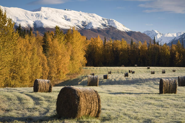 Sunrise Over A Field On Farmer's Loop Road Just Outside Of Palmer, Southcentral Alaska, Fall by PacificStock