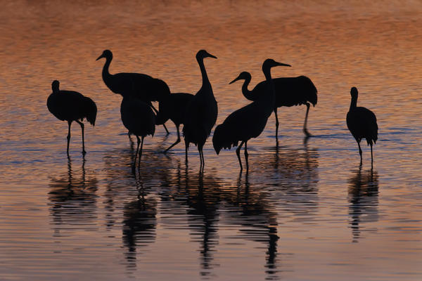 Silhouette Of Sandhill Cranes Wading In A Resting Pond At Sunset In The Bosque Del Apache National Wildlife Refuge, New Mexico, Usa, Winter by PacificStock