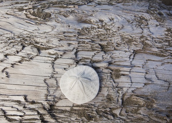 A sandollar on a piece of driftwood on coastal british columbia;Vancouver island british columbia canada by PacificStock