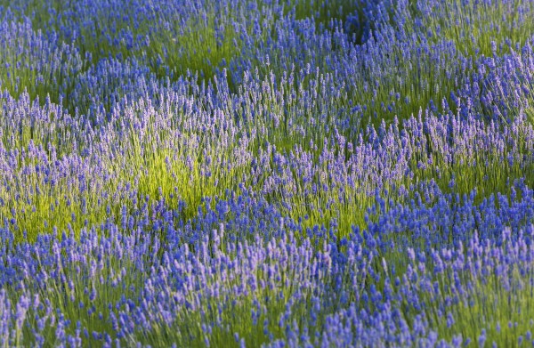 Rows of lavender plants in a field in the cowichan valley;Vancouver island british columbia canada by PacificStock