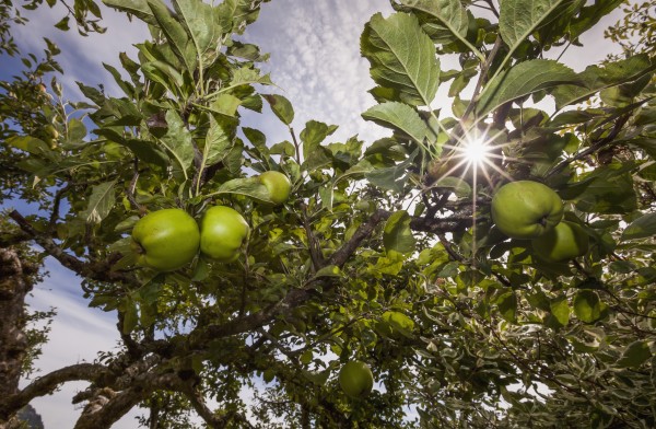 Organic apples ripen under a summer sun in the cowichan valley;Vancouver island british columbia canada by PacificStock