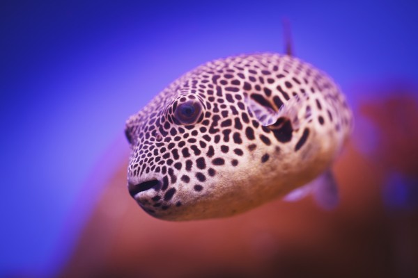 Blackspotted puffer (arothron nigropunctatus);Israel by PacificStock