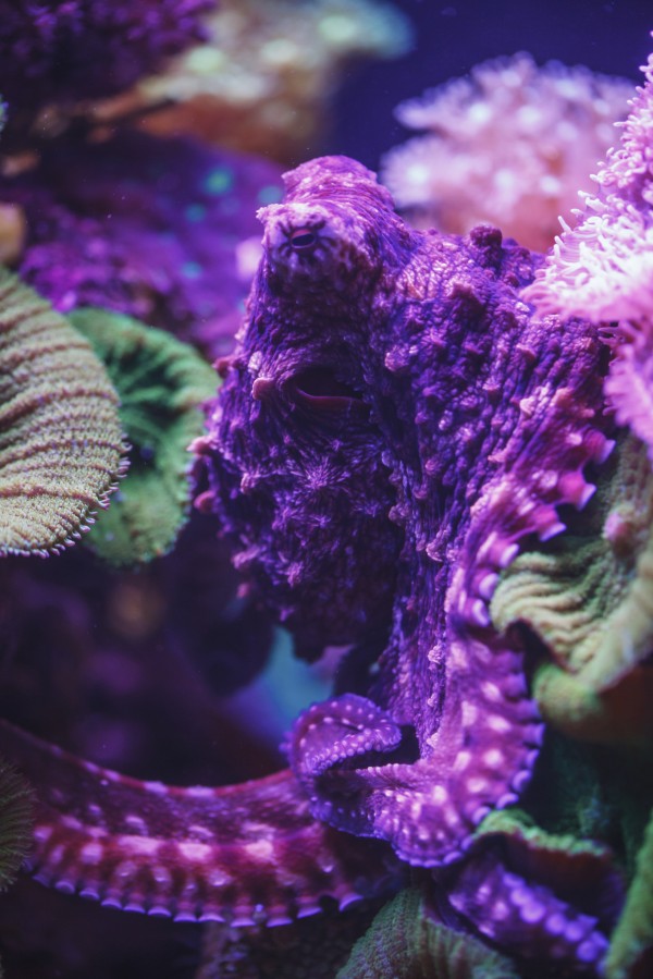 Purple octopus;Israel by PacificStock