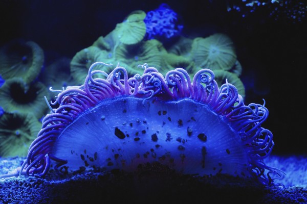 Blue coral underwater;Israel by PacificStock