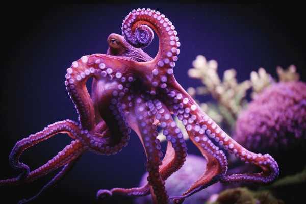 Octopus;Israel by PacificStock