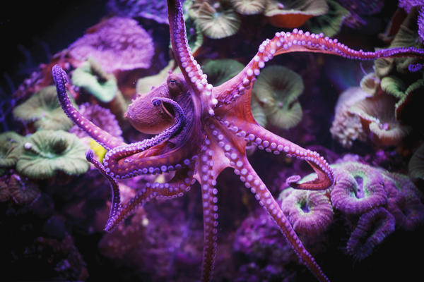Octopus;Israel by PacificStock