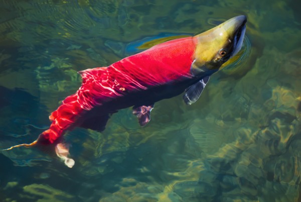 A sockeye salmon (oncorhynchus nerka) makes it way to the adams river spawning grounds;British columbia canada by PacificStock