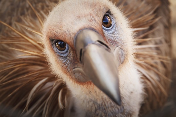 Griffon vulture (gyps fulvus);Israel by PacificStock