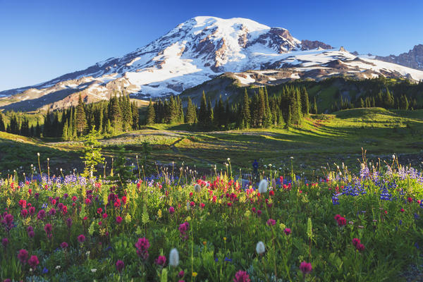 Mount rainier and wildflowers in a meadow mount rainier national park;Washington united states of america by PacificStock