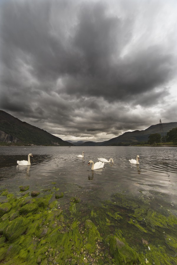Swans swimming in the water of loch etive;Bonawe argyle and bute scotland by PacificStock
