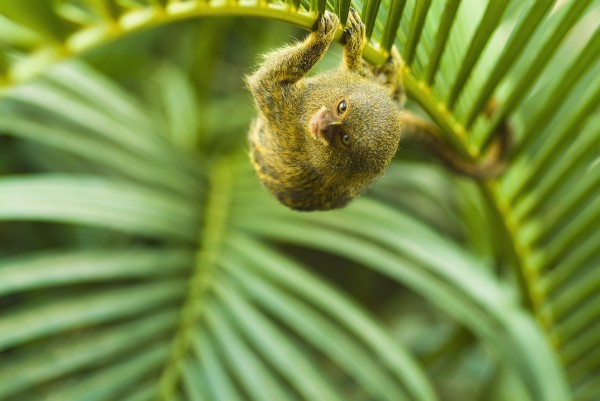 Pygmy marmosets native to ecuador are the smallest primate;Guayaquil ecuador by PacificStock