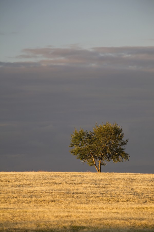 A single tree in a golden field at sunrise;Alberta canada by PacificStock