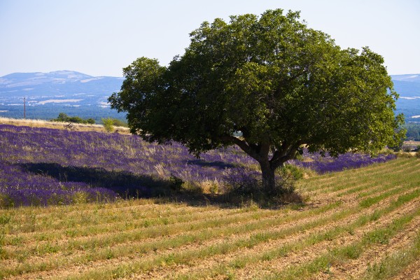 Blooming field of lavender (lavandula angustifolia) with mountains in the background;Vaucluse provence france by PacificStock
