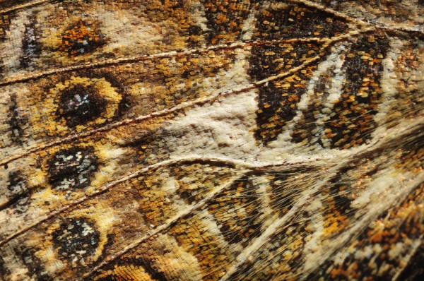 Close up of a butterfly wing; st. albert alberta canada by PacificStock