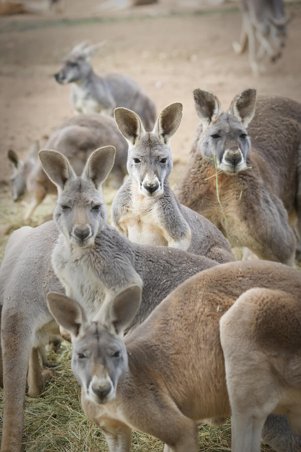 Kangaroos;Waga waga australia by PacificStock