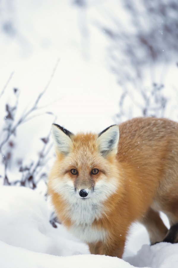 Red fox (vulpes vulpes) in the snow along the shores of the hudson's bay;Churchill manitoba canada by PacificStock